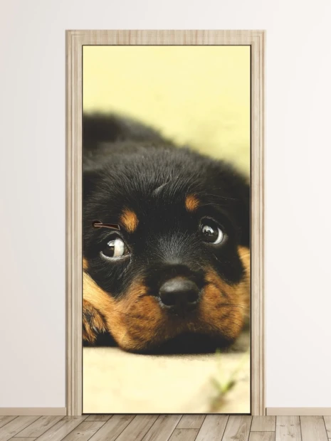 Fototapeta na drzwi z nadrukiem leżącego, małego szczeniaka rasy rottweiler patrzącego w górę