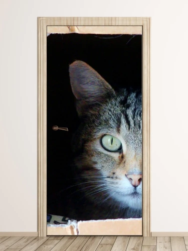 Fototapeta na drzwi kot FP 2571 D