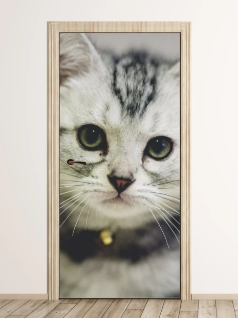Fototapeta na drzwi z nadrukiem pyszczka szarego, pręgowanego kociaka z bliska