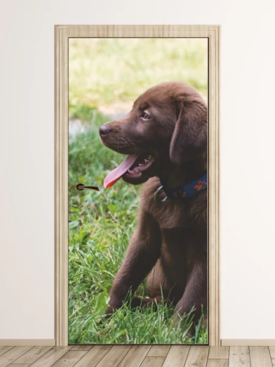 Fototapeta na drzwi z nadrukiem brązowego szczeniaka labradora siedzącego na zielonej trawie