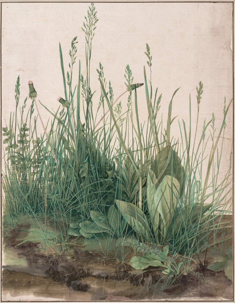 Reprodukcja The Large Piece of Turf, Albrecht Durer