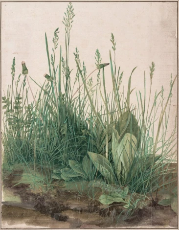 Reprodukcja The Large Piece of Turf, Albrecht Durer - Wzór graficzny. Obraz przedstawia różnorodne trawy i rośliny