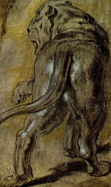 Reprodukcja Lowin, Peter Paul Rubens - Wzór graficzny. Obraz przedstawia lwa w pozycji bocznej, z widocznym ogonem i grzywą