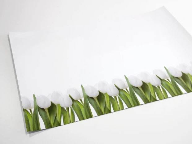Tablica suchościeralna magnetyczna tulipany 01X 068 - Wzór graficzny. Białe tulipany z zielonymi liśćmi wzdłuż dolnej