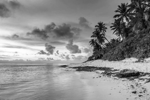 Fototapeta na ścianę z czarno-białym nadrukiem tropikalnej plaży z palmami i oceanem na białym tle