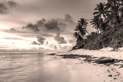 Fototapeta na ścianę z nadrukiem tropikalnej plaży z palmami i oceanem w odcieniach sepii na białym tle