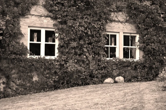 Fototapeta na ścianę dom porośnięty bluszczem FP 3251 - Aranżacja w ogrodzie. Budynek z oknami otoczony zielonym bluszczem