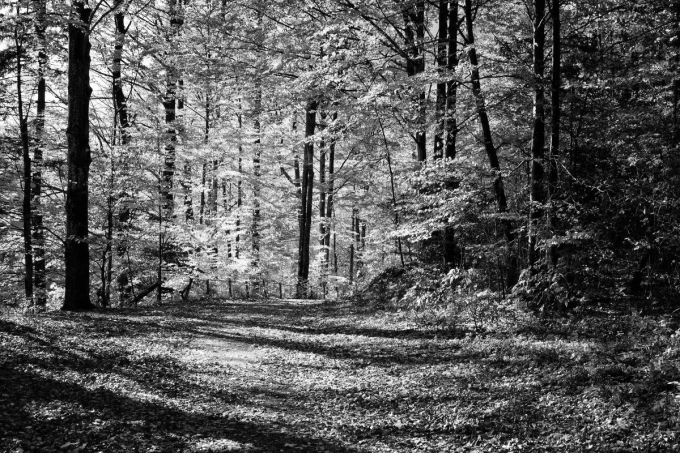 Fototapeta na ścianę leśna droga w jesienny dzień FP 3304 - Wzór graficzny. Scena przedstawia leśną drogę otoczoną drzewami