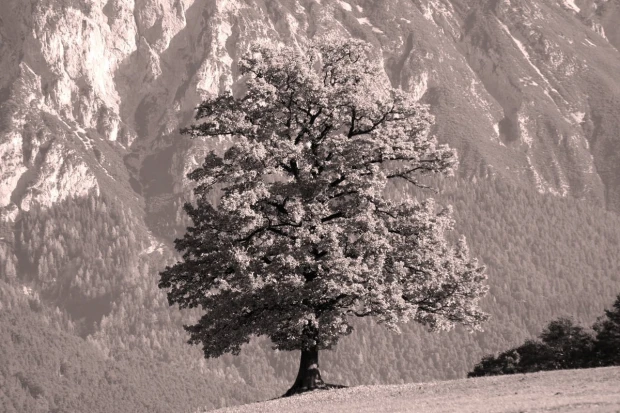 Fototapeta na ścianę samotne jesienne drzewo FP 3312 - Wzór graficzny. Drzewo na tle gór, monochromatyczne, z wyraźnymi