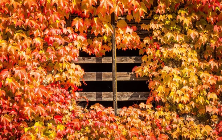Fototapeta na ścianę jesienny bluszcz FP 3327 - Wzór graficzny. Liście w odcieniach czerwieni, pomarańczy i żółci otaczają