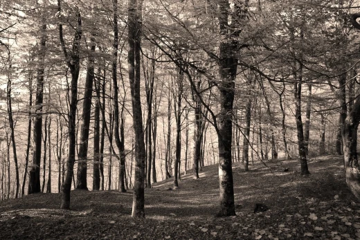 Fototapeta na ścianę z nadrukiem lasu w odcieniach sepii przedstawiająca gęste drzewa i opadłe liście