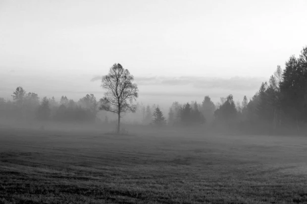 Fototapeta z czarno-białym nadrukiem mglistego, jesiennego poranka nad polaną z pojedynczym drzewem