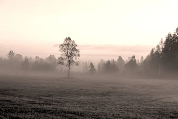 Fototapeta z nadrukiem mglistego poranka nad polaną z drzewem w stonowanej, chłodnej kolorystyce sepii