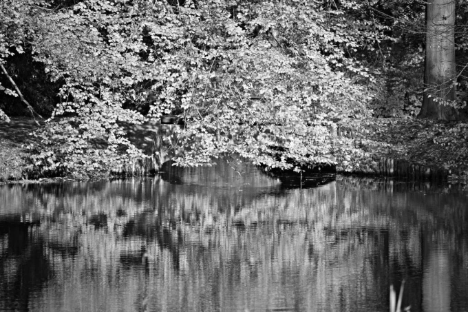 Fototapeta na ścianę park w jesiennych barwach FP 3314 - Wzór graficzny. Drzewa z liśćmi w odcieniach żółci i pomarańczy