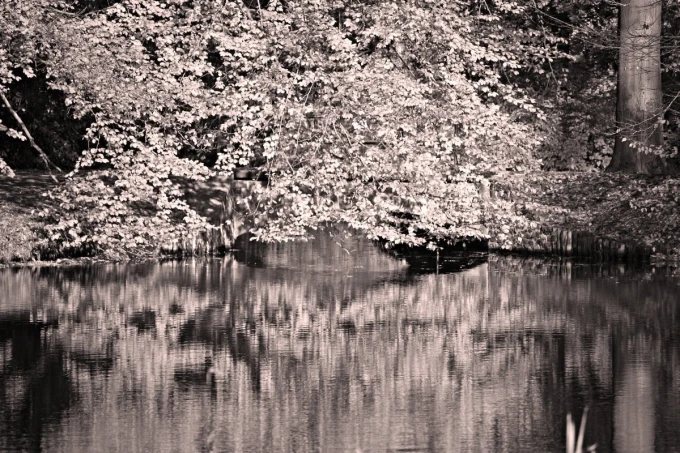 Fototapeta na ścianę park w jesiennych barwach FP 3314 - Wzór graficzny. Widzimy drzewa z liśćmi w odcieniach żółci