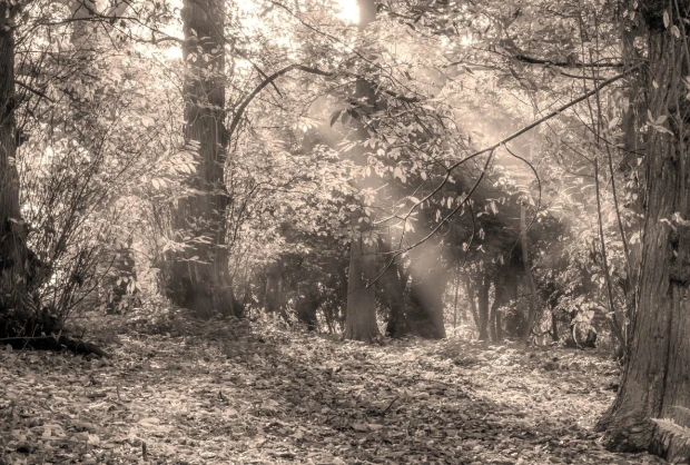 Fototapeta na ścianę z nadrukiem jesiennego lasu w odcieniu sepii z promieniami słońca przedzierającymi się przez mgłę