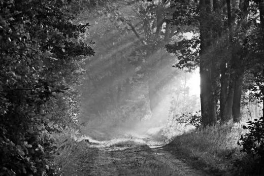 Fototapeta na ścianę z czarno-białym motywem leśnej drogi we mgle rozświetlonej promieniami słońca