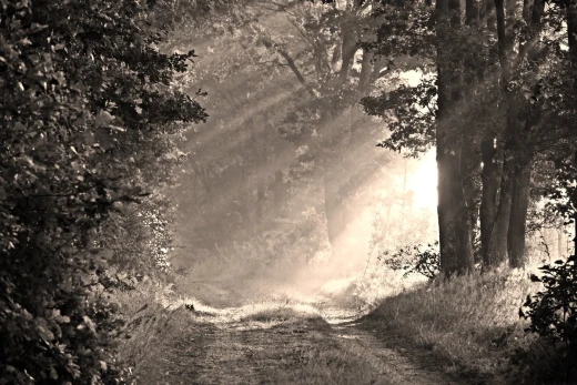 Fototapeta na ścianę z motywem leśnej drogi we mgle w ciepłej tonacji sepii z promieniami słońca