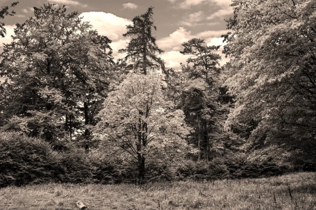 Fototapeta na ścianę żółknące liście na drzewach FP 3369 - Wzór graficzny. Liście w odcieniach żółci i brązu, drzewa w tle