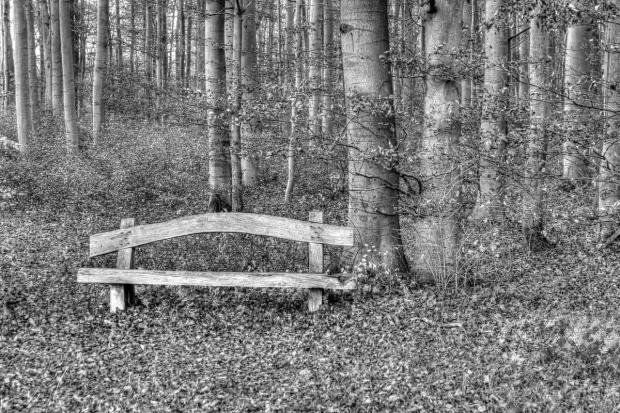 Fototapeta na ścianę z czarno-białym nadrukiem drewnianej ławki stojącej wśród drzew w gęstym lesie