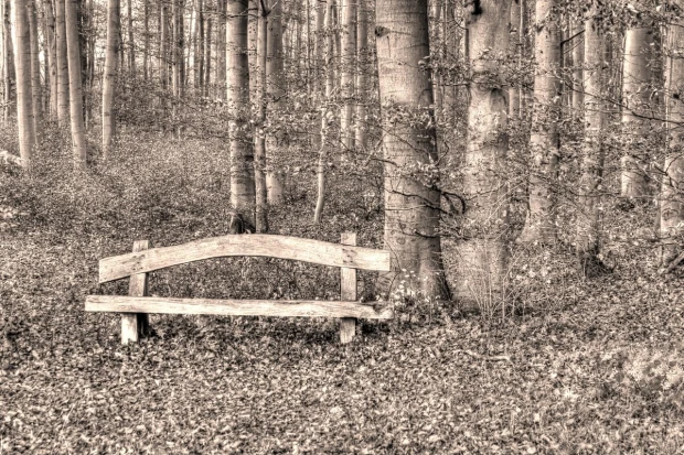 Fototapeta na ścianę z nadrukiem drewnianej ławki w lesie w tonacji sepii, przedstawiająca gęste pnie drzew