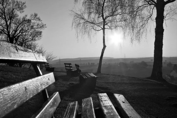 Fototapeta na ścianę z czarno-białym nadrukiem parkowych ławek i drzew pod słońce