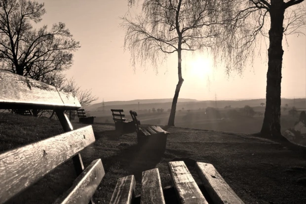 Fototapeta na ścianę z nadrukiem parkowych ławek i drzew w tonacji sepii z widokiem na słońce