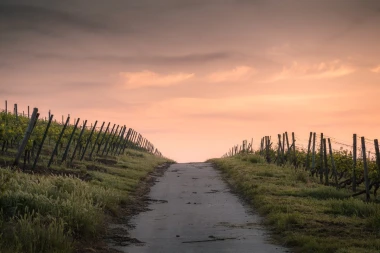 Fototapeta na ścianę brzoskwiniowe niebo nad polaną FP 3835 - Wzór graficzny. Przedstawia drogę otoczoną winoroślami pod