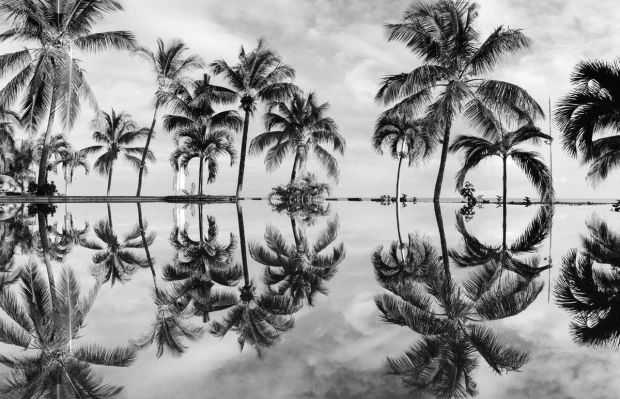 Fototapeta na ścianę odbicia palm w wodzie FP 3854 - Wzór graficzny. Odbicia palm w wodzie tworzą symetryczny układ