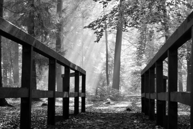 Czarno-biała fototapeta z nadrukiem drewnianego mostku w lesie, przez który przenikają promienie słońca