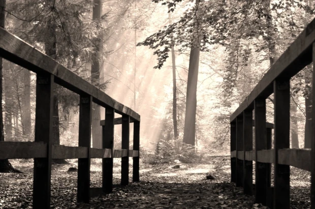 Fototapeta w odcieniach sepii z nadrukiem drewnianego mostku w lesie rozświetlonym promieniami słońca