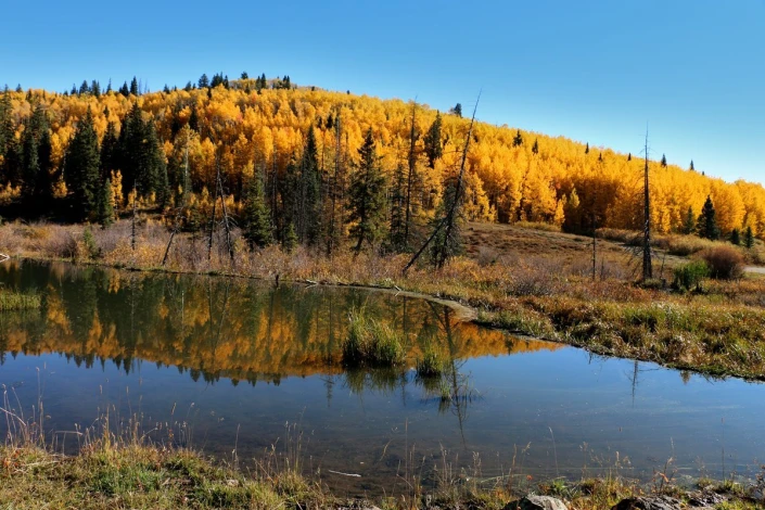 Fototapeta na ścianę jesienne korony drzew FP 3988 - Wzór graficzny. Drzewa o złotych liściach odbijają się w wodzie