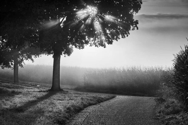 Fototapeta na ścianę jesienny widok FP 4021 - Wzór graficzny. Obraz przedstawia drzewa, ścieżkę i pole w mglistym otoczeniu