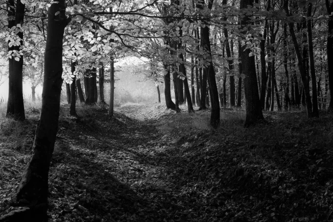 Fototapeta na ścianę bordowo czerwone liście w lesie FP 4041 - Wzór graficzny. Liście w odcieniach czerwieni i borda