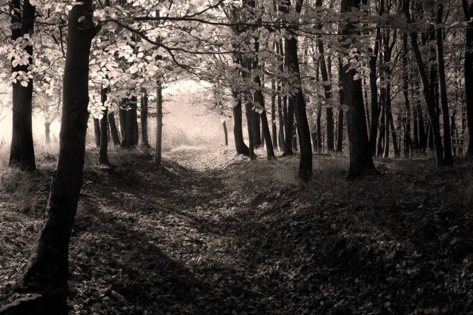 Fototapeta na ścianę bordowo czerwone liście w lesie FP 4041 - Aranżacja w lesie. Widoczne drzewa i liście na ziemi