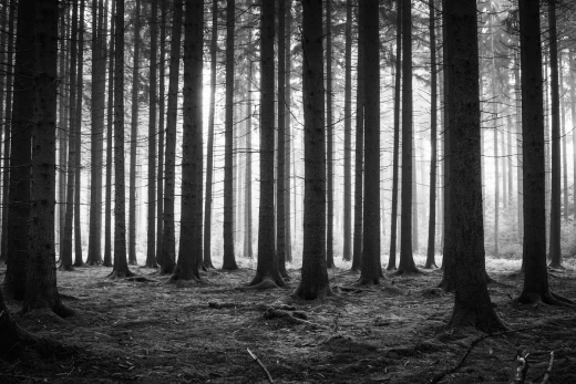 Fototapeta z czarno-białym nadrukiem gęstego lasu iglastego z mgłą i światłem przebijającym się przez pnie drzew