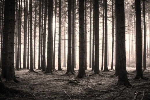 Fototapeta z nadrukiem lasu iglastego w sepii z ciemnymi pniami drzew na tle jasnej mgły i słońca