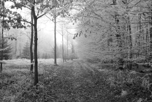 Fototapeta na ścianę z czarno-białym nadrukiem oszronionej ścieżki w zamglonym lesie, przedstawiona na białym tle