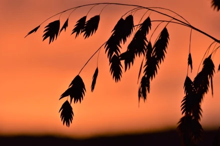 Fototapeta na ścianę cienie liści na tle nieba FP 4210