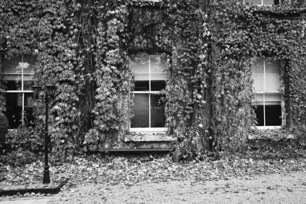 Fototapeta z czarno-białym nadrukiem bluszczu porastającego elewację budynku z oknami