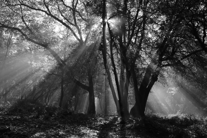 Fototapeta na ścianę promienie słońca przedzierające gałęzie FP 4344 - Wzór graficzny. Promienie światła przechodzą przez