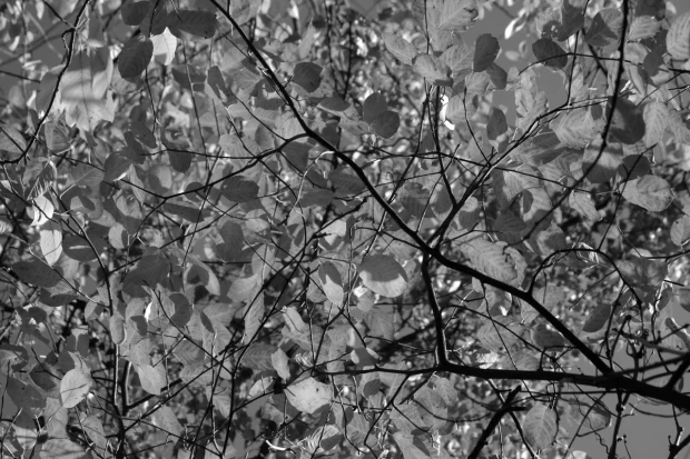 Fototapeta na ścianę z czarno-białym nadrukiem gęstych liści i gałęzi drzew na jasnym tle wariantu monochromatycznego