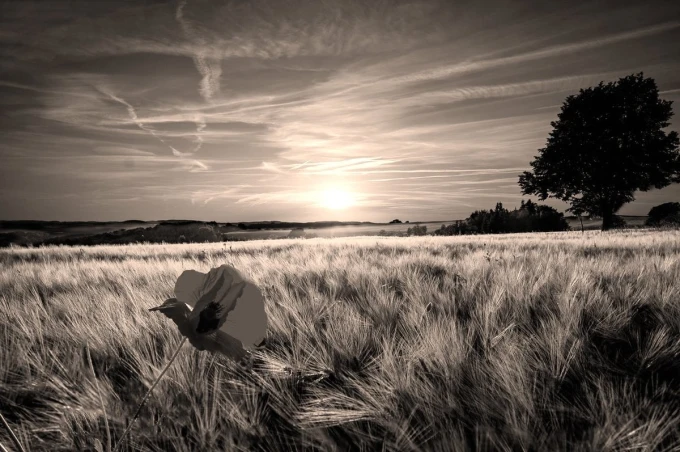 Fototapeta na ścianę czerwony mak o zachodzie słońca FP 4779 - Aranżacja w sypialni. Jasne ściany i naturalne elementy