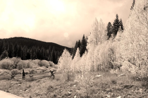 Fototapeta w odcieniach sepii z nadrukiem jesiennego lasu, jasnych drzew i drewnianego płotu na tle ciemnych wzgórz