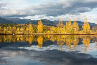 Fototapeta na ścianę drzewa na brzegu jeziora odbite w tafli wody FP 4899 - Wzór graficzny. Drzewa w odcieniach żółci