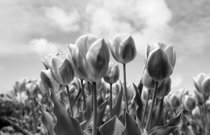 Fototapeta na ścianę różowe tulipany na tle błękitnego nieba FP 5165 - Wzór graficzny. Kwiaty tulipanów w różnych
