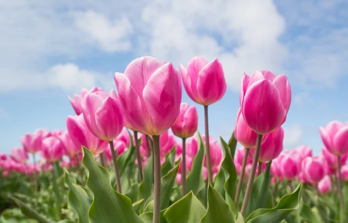 Fototapeta na ścianę różowe tulipany na tle błękitnego nieba FP 5165 - Wzór graficzny. Różowe tulipany z zielonymi liśćmi