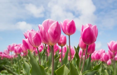 Fototapeta na ścianę różowe tulipany na tle błękitnego nieba FP 5165 - Wzór graficzny. Różowe tulipany z zielonymi liśćmi