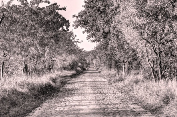 Fototapeta na ścianę z nadrukiem leśnej drogi w odcieniach sepii i różu