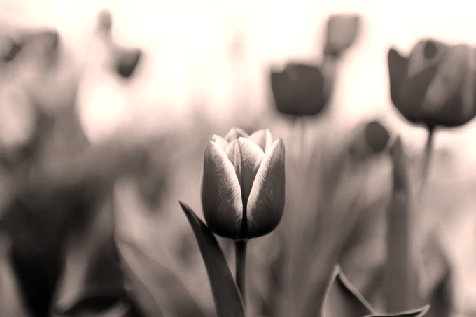 Fototapeta na ścianę czerwone i różowe tulipany FP 5354 - Wzór graficzny. Kwiaty tulipanów w różnych odcieniach
